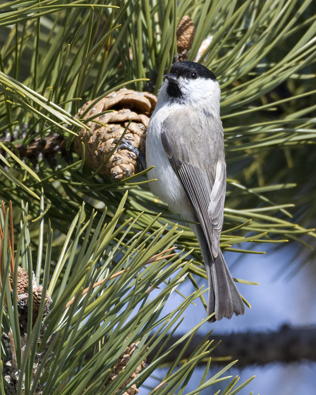 Cincia bigia, Poecile palustris